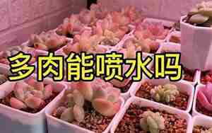 多肉植物能喷水吗