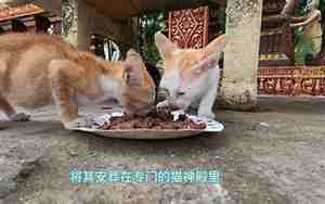 为什么说猫有九条命