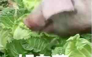 好名字让猪给用了