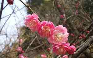 梅花的花语