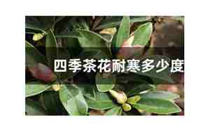 茶花耐寒多少度