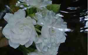 栀子花香句子