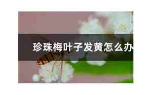 珍珠梅叶子发黄怎么办