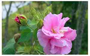 木芙蓉花语