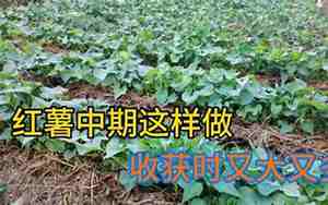 红薯重茬高产栽培技术