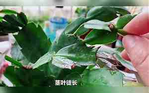 蟹爪兰怎么养才能开花
