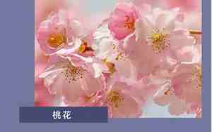 关于花的唯美句子100