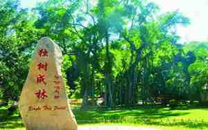 独树成林风景区