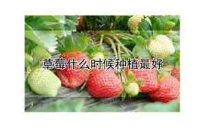 草莓什么季节成熟