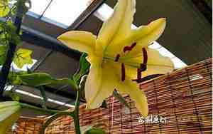 盆栽百合花开完之后怎么办