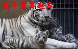 积极的虎宝宝名字大全