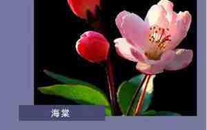 抒情花的句子