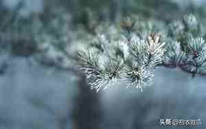 带雪的优美句子赏析