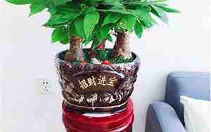 发财树可以放在卧室吗