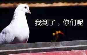 放鸽子什么意思